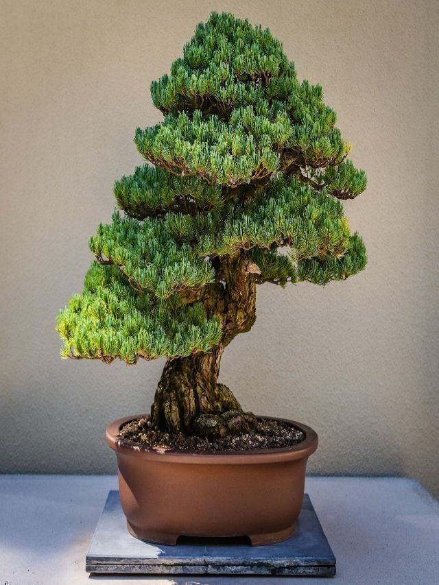 Are Bonsai Plants Vastu Friendly? Know If Bonsai Should Be Kept at Home